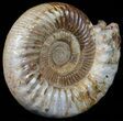 Wide Jurassic Ammonite Fossil - Madagascar #59614-1